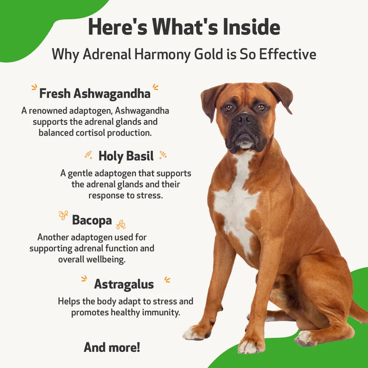 Pet Wellbeing - Adrenal Harmony Gold - for Dog Cushing's