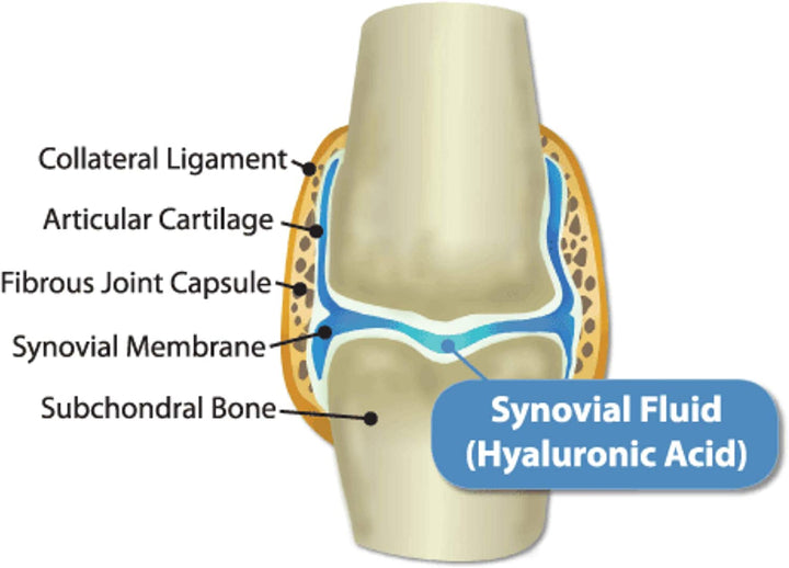 Hyalogic HyaFlex Pro Pure - Canine Joint & Immune Liquid (240 ml)