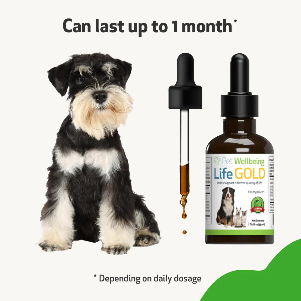 Pet Wellbeing - Life Gold - Trusted Care for Cat & Dog Cancer