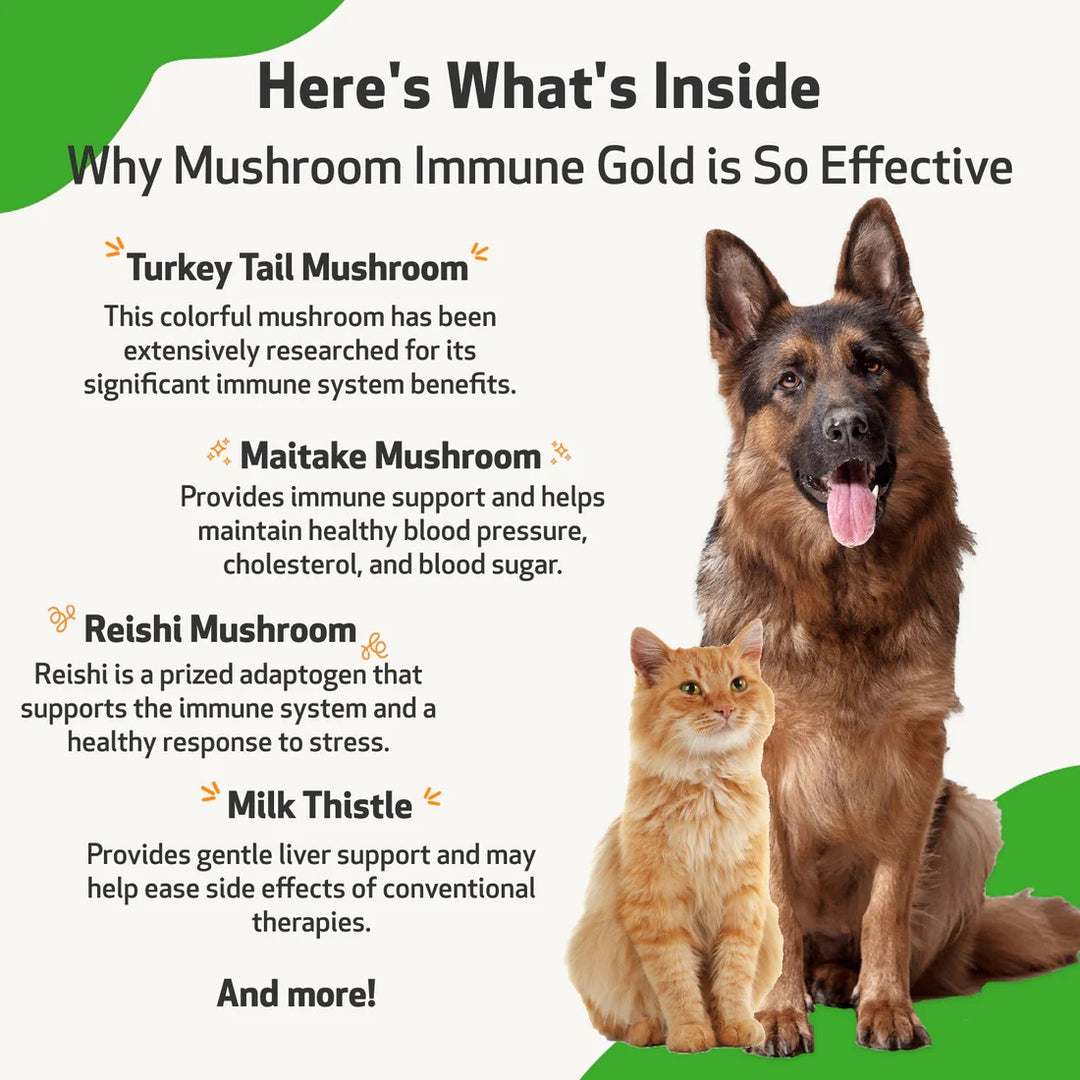 Pet Wellbeing - Mushroom Immune Gold - Holistic Cancer Support (8fl oz / 236ml)