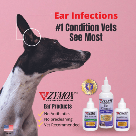 Ear-Infections-are-1-3-446x446