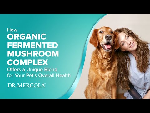 Dr. Mercola | Bark & Whiskers™ Organic Fermented Mushroom Blend for Cats & Dogs (60g)