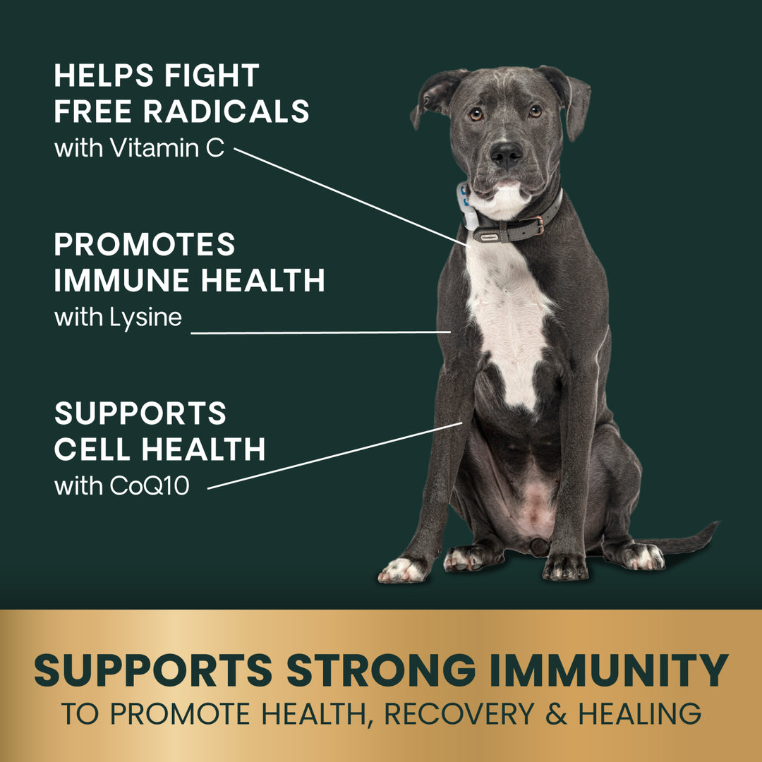 VetriScience Immune Plus - Immunity Support for Small Dogs (60 capsules)