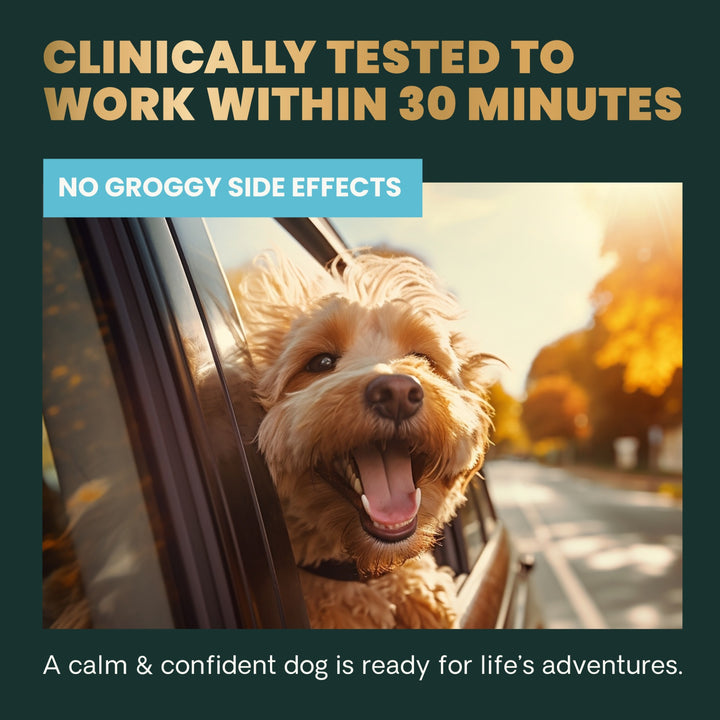 VetriScience Calm & Confident, formally Composure Calming Supplement for Dogs (45 chews, Bacon Flavor)