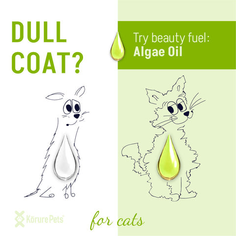 Kōrure Pets Cat Algae Oil (Brain, Heart and Coat Health) - 50ml / 120ml
