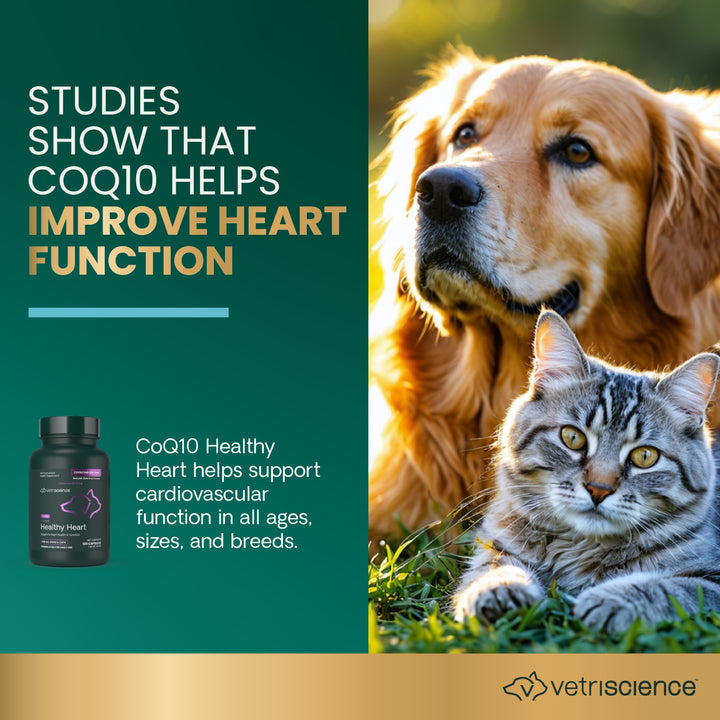 VetriScience CoQ10 Healthy Heart for Dogs & Cats (100 capsules) - formerly known as Coenzyme Q10 (10mg, 100 Capsules)