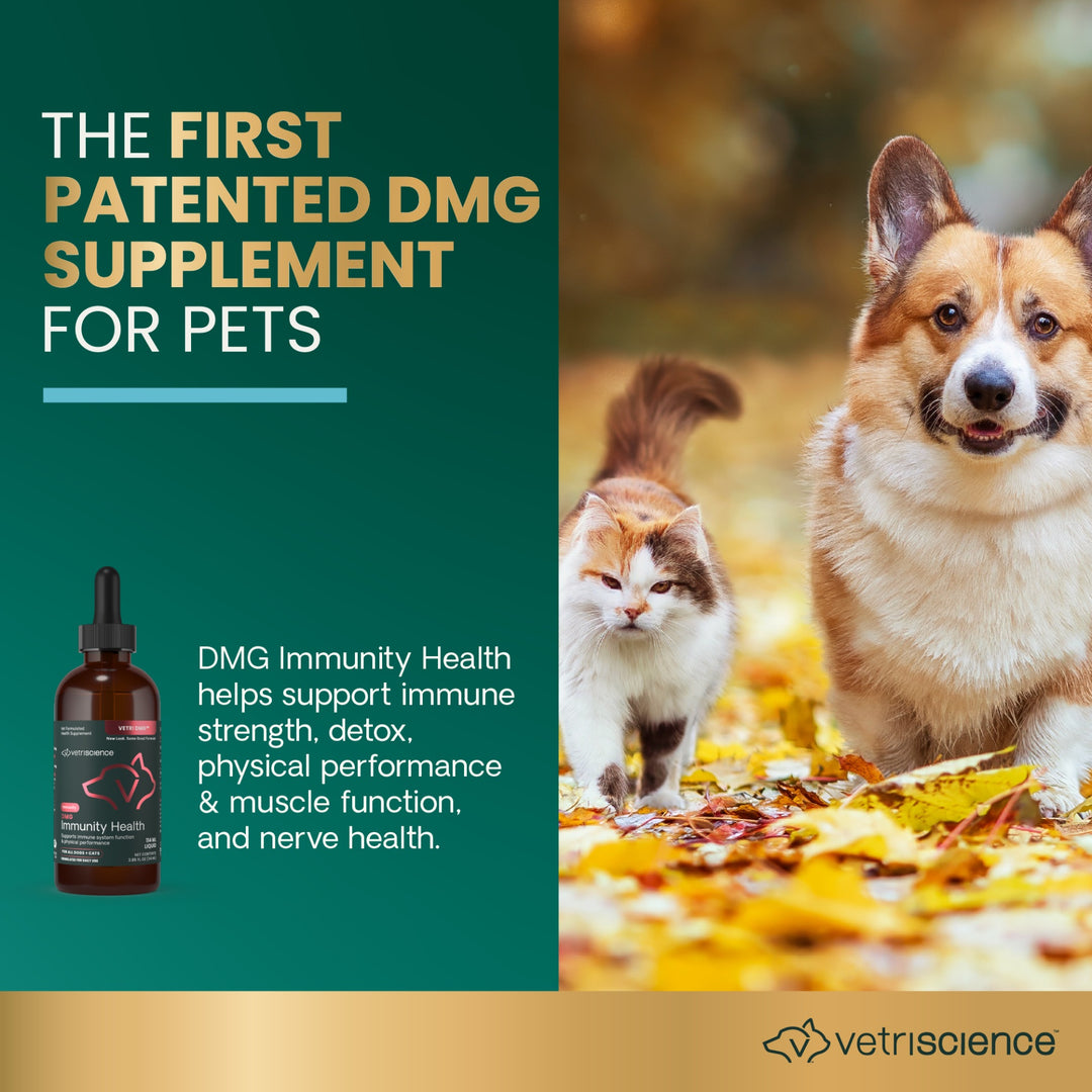 VetriScience DMG Immunity Health - was previously Vetri DMG™ Liquid (30ml/114ml)  - Immune system, liver metabolism, stamina and muscle recovery support