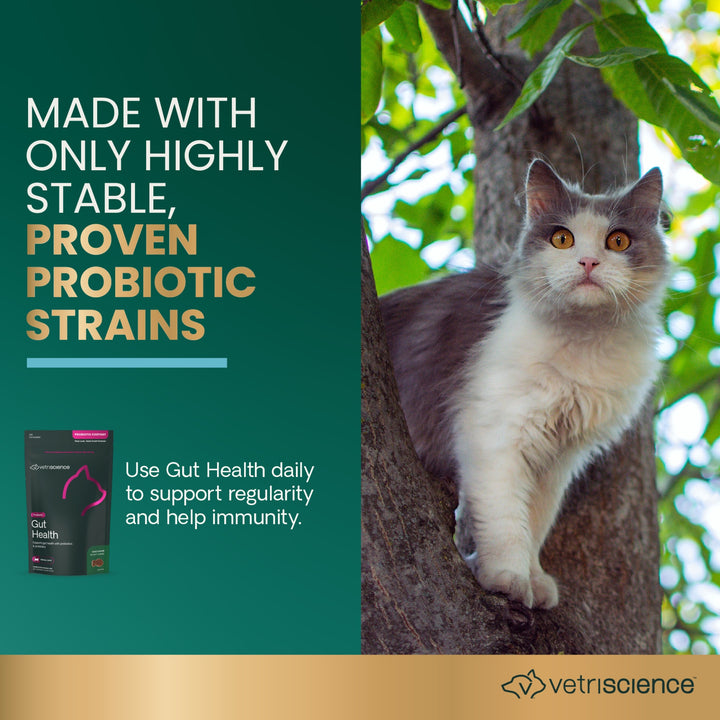 [NEW LOOK!] VetriScience® - Gut Health For Cats (60 chews)  formally known as Probiotic Everyday for Cats