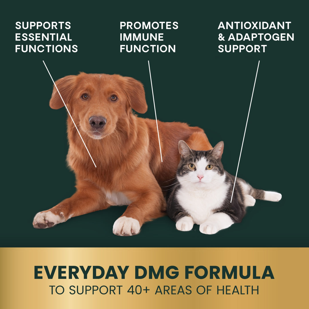 VetriScience DMG Immunity Health - was previously Vetri DMG™ Liquid (30ml/114ml)  - Immune system, liver metabolism, stamina and muscle recovery support