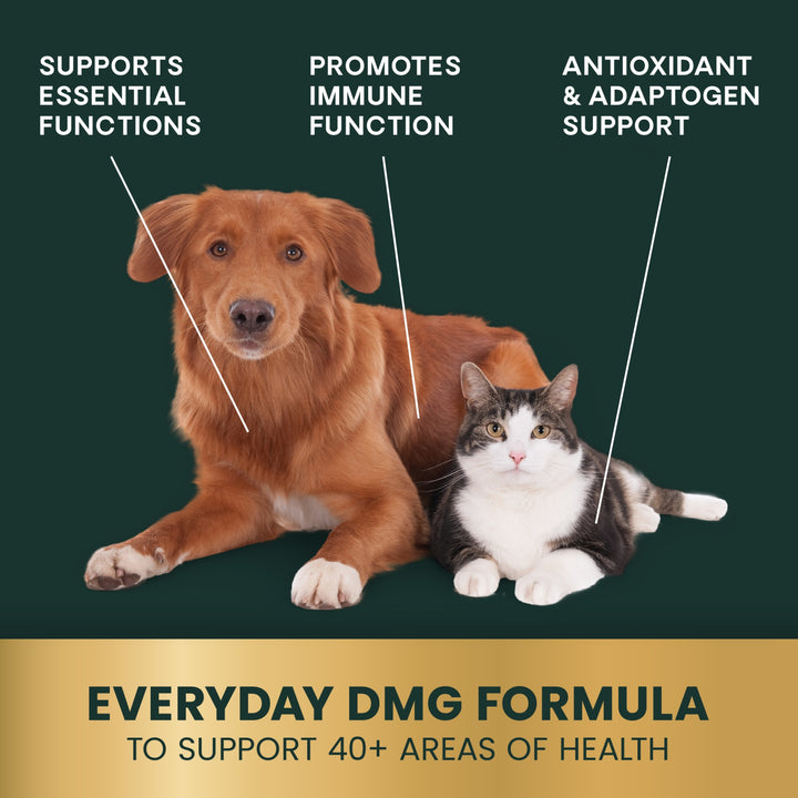 VetriScience DMG Immunity Health - was previously Vetri DMG™ Liquid (30ml/114ml)  - Immune system, liver metabolism, stamina and muscle recovery support