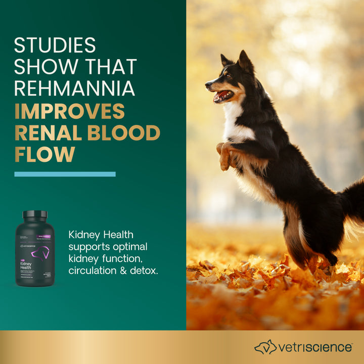 VetriScience Kidney Health, formally Renal Essentials Kidney Supplement for Dogs (60 Chewable Tablets)