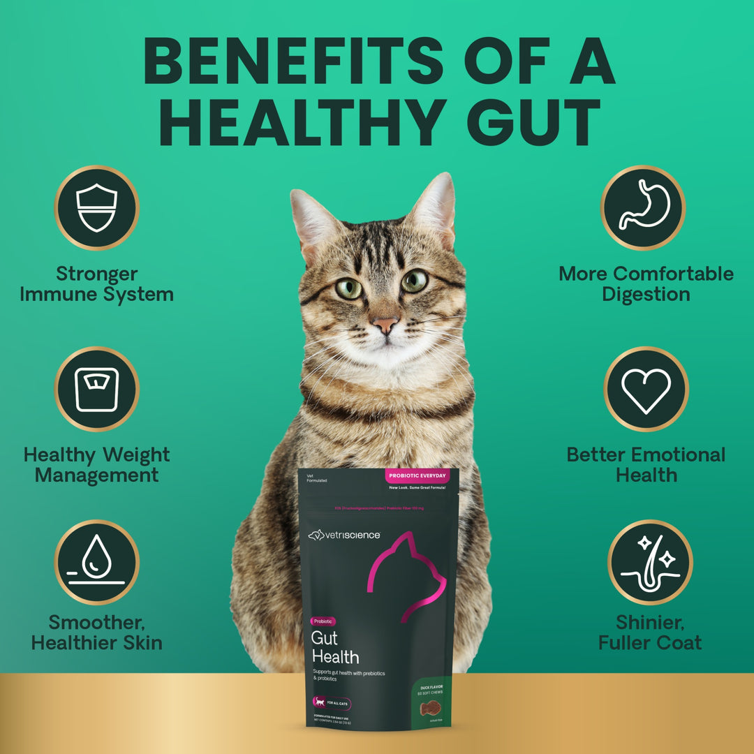 [NEW LOOK!] VetriScience® - Gut Health For Cats (60 chews)  formally known as Probiotic Everyday for Cats