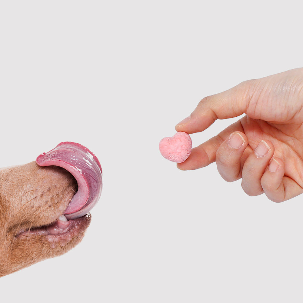 Arlo Kitchen Oneday-Yogurt - 35g (4 flavours to choose from)