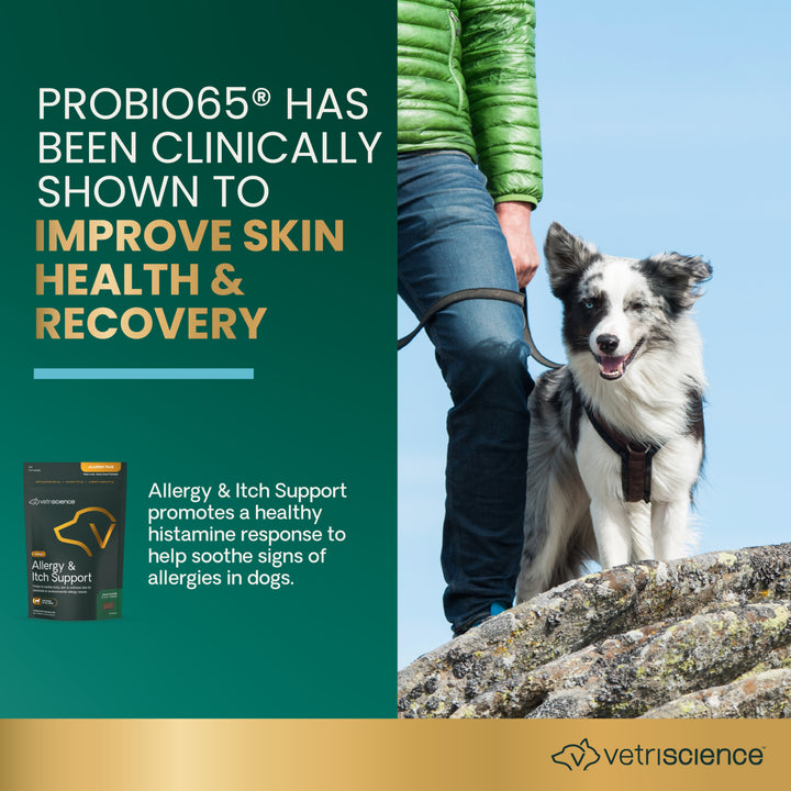 VetriScience Allergy & Itch Support for Dogs (60 chews), formally VetriScience Allergy Plus Immune Supplement for Dogs