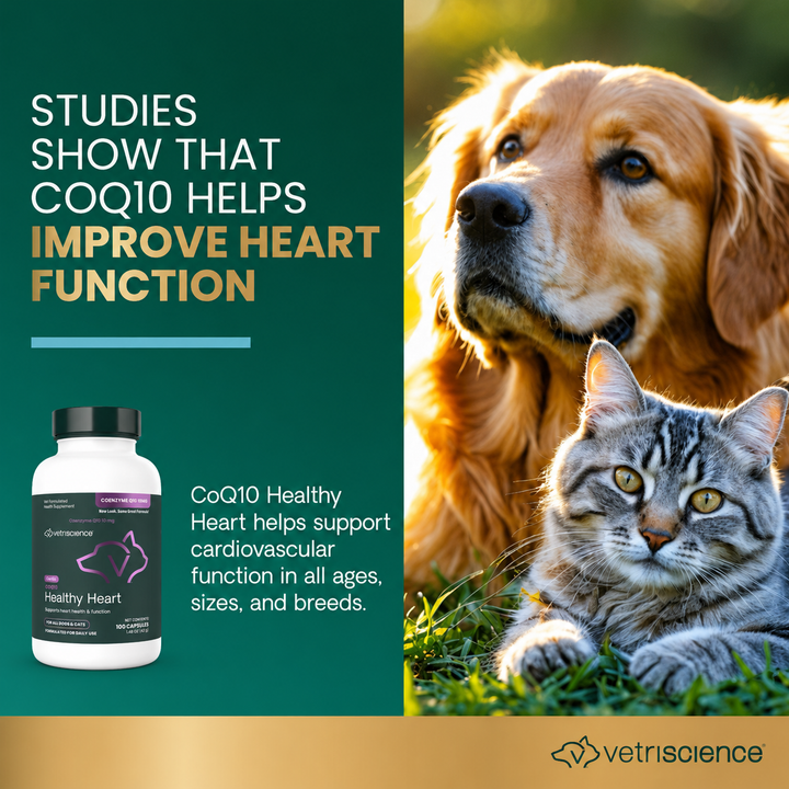 VetriScience CoQ10 Healthy Heart for Dogs & Cats (100 capsules) - formerly known as Coenzyme Q10 (10mg, 100 Capsules)