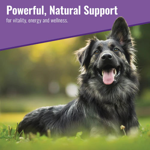 Mushroom Matrix Healthy Pet Matrix - Daily Immune Health for Dogs & Cats