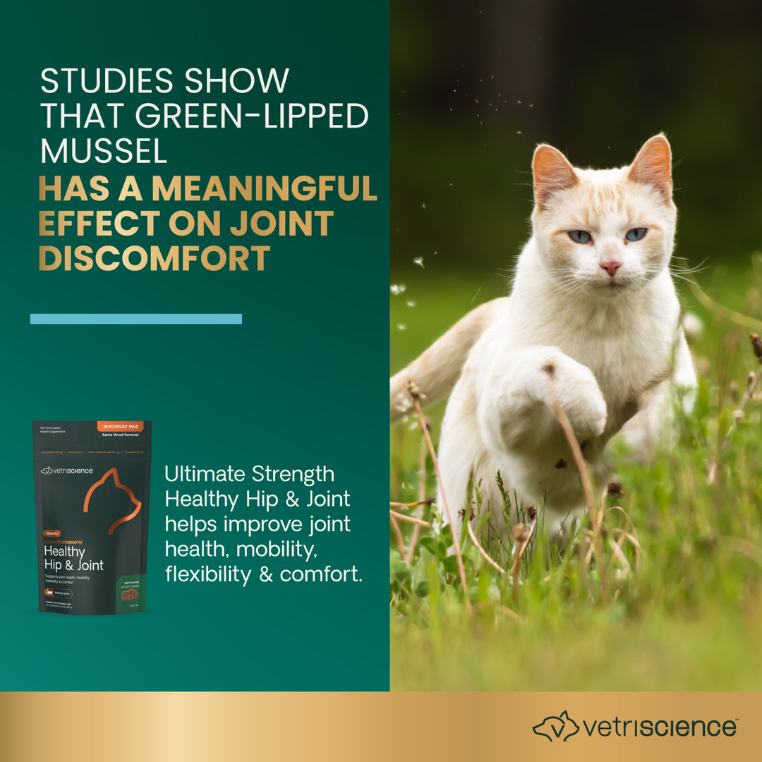 [ NEW LOOK! ] VetriScience® Ultimate Strength Healthy Hip & Joint for Cats (formally known as GlycoFlex® Plus Hip & Joint Supplement for Cats (30 chews)