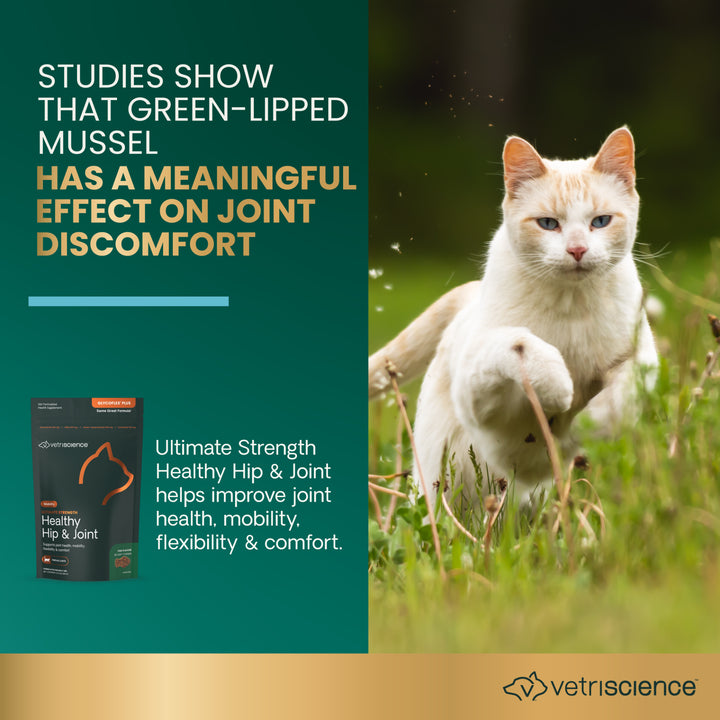 [ NEW LOOK! ] VetriScience® Ultimate Strength Healthy Hip & Joint for Cats (formally known as GlycoFlex® Plus Hip & Joint Supplement for Cats (30 chews)