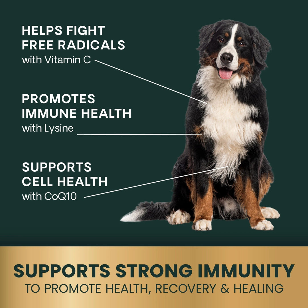 [NEW LOOK!] VetriScience Immunity Health for Medium & Large Dogs, formally known as Immune Plus - Immunity Support for Dogs (120 capsules)