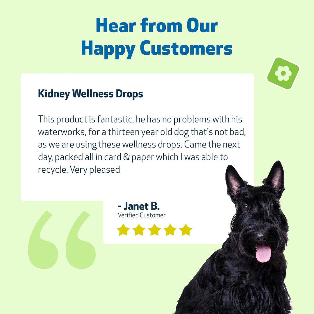 Pet Wellbeing - Kidney Support Gold - for Cats & Dogs Kidney Function