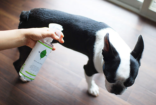 Wafona All-in-One Spray for Dogs - cleans, moisturizes and sterilize with the power of 108 types of natural plant extracts and pure ionized water