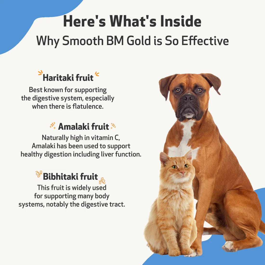 Pet Wellbeing Smooth BM Gold for Cat Dog Constipation Furry Planet