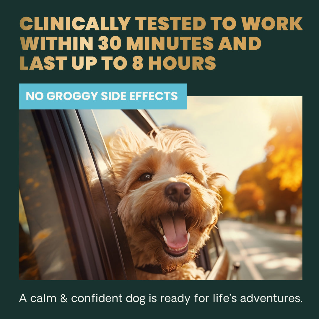 VetriScience® Calm & Confident Long Lasting (formally Composure Long Lasting) Calming Supplement for Dogs (50 chews)