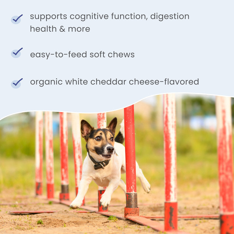 Bark & Whiskers® Brain Boost Bites (180g)