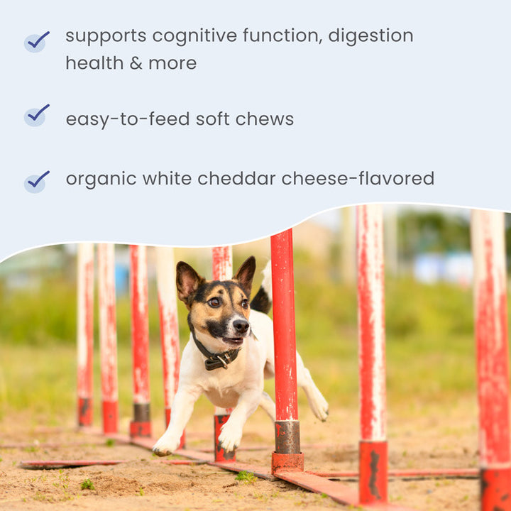 Bark & Whiskers® Brain Boost Bites (180g)