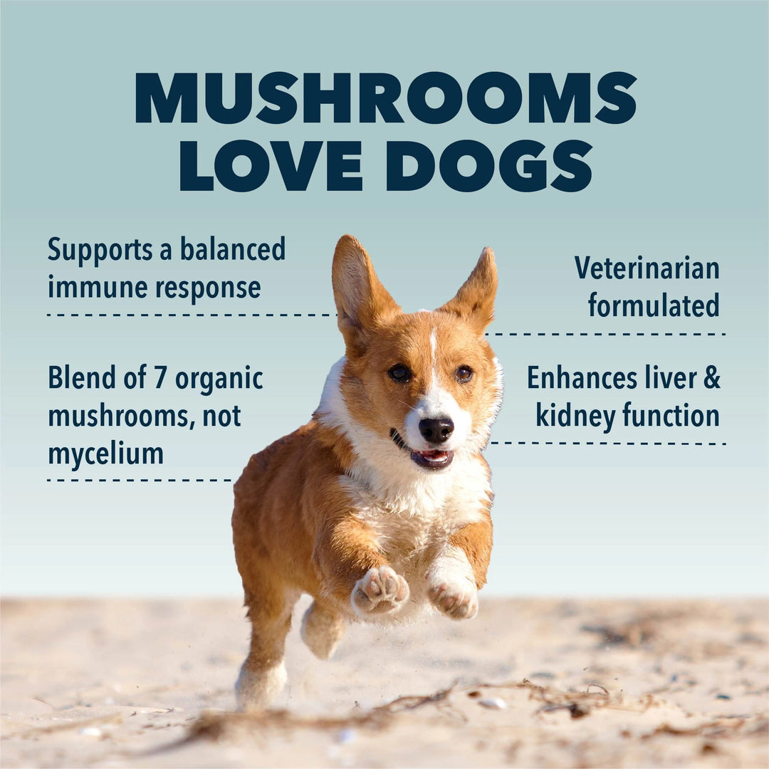 Four Leaf Rover IMMUNITY rebrand to SEVEN 'SHROOMS - Organic Mushroom Mix (51g)