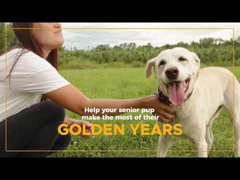 VetriScience® - Golden Years Energize & Thrive Multivitamin for Senior Dogs (60 chews)