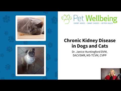 Pet Wellbeing - Kidney Support Gold - for Cats & Dogs Kidney Function